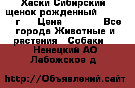 Хаски Сибирский (щенок рожденный 20.03.2017г.) › Цена ­ 25 000 - Все города Животные и растения » Собаки   . Ненецкий АО,Лабожское д.
